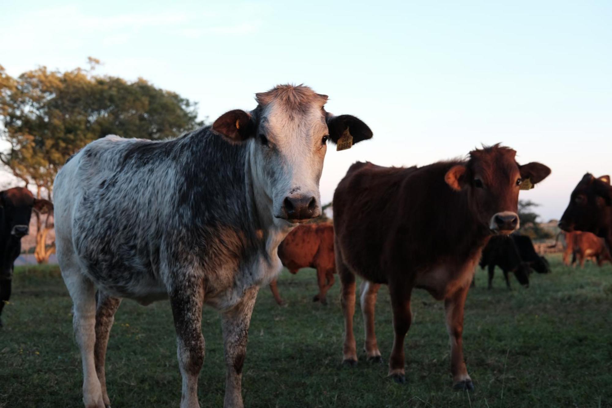 Mabuda Guest Farm Siteki Bagian luar foto